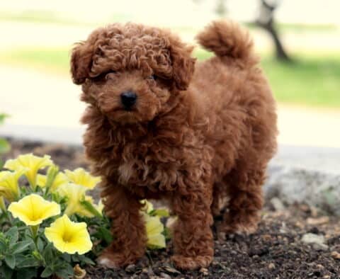 Presley Toy Poodle2