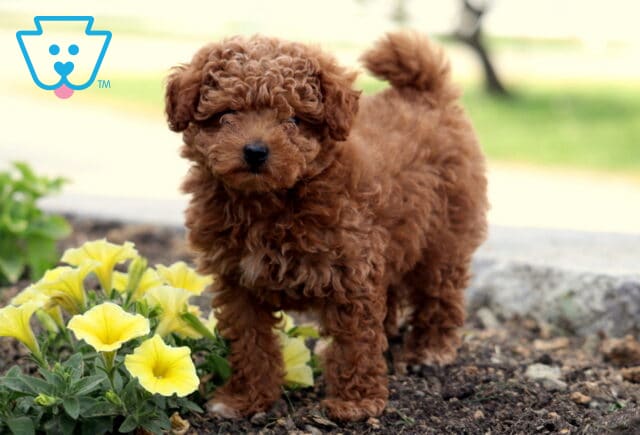 Curly-coated red Toy Poodle puppy standing on garden soil beside blooming yellow flowers, looking alert and confident with a fluffy tail curled over its back. image