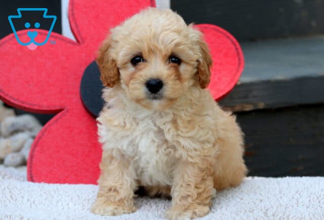 Cream-colored Havapoo puppy with a fluffy coat and tan ears sitting on a white blanket in front of a large red flower decoration and wooden steps. image