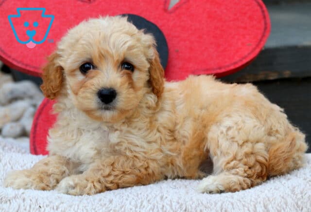 Curly cream and apricot Havapoo puppy lying on a soft white blanket with a large red flower prop and wooden steps in the background. image