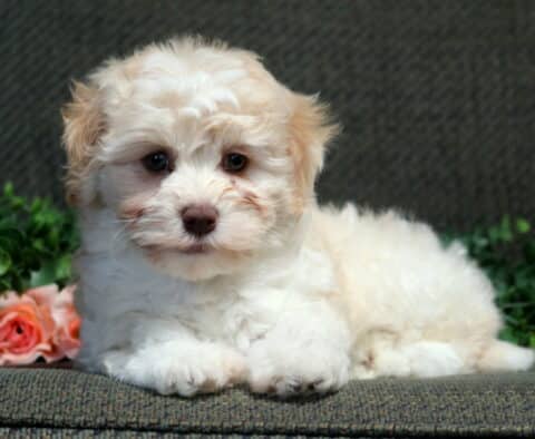 Prince Havanese