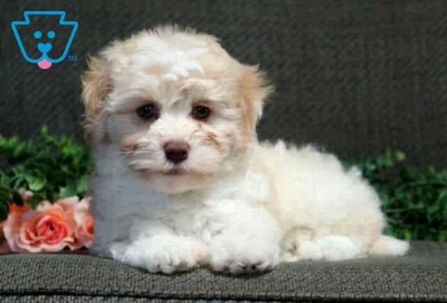Prince Havanese image