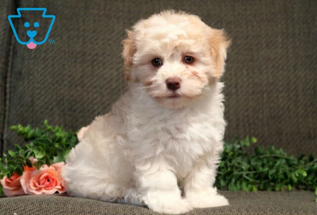 Prince Havanese2 image