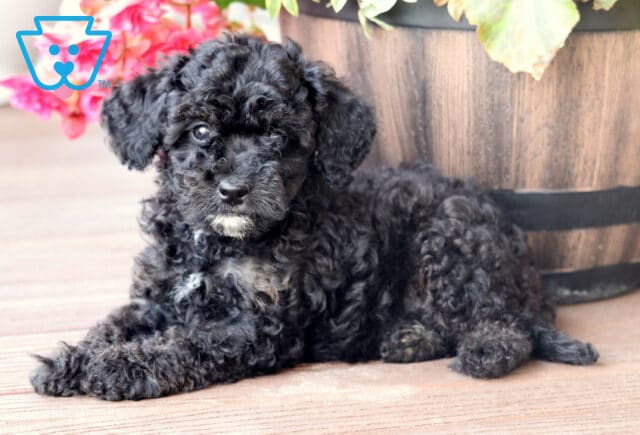 Curly-coated Mini Bernedoodle puppy with black fur and light tan markings lying on a wooden deck beside a large wooden planter filled with colorful flowers. image