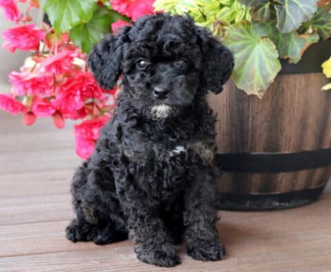 Sitting Mini Bernedoodle puppy with curly black fur and light tan markings on its chest, posed in front of a wooden planter filled with bright pink and yellow flowers on a wooden deck.