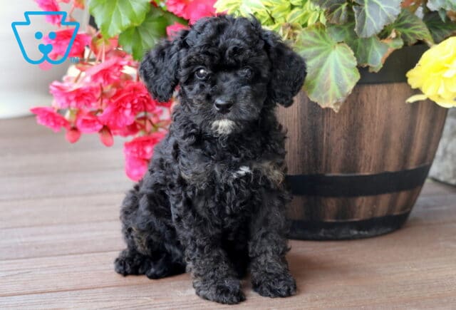 Sitting Mini Bernedoodle puppy with curly black fur and light tan markings on its chest, posed in front of a wooden planter filled with bright pink and yellow flowers on a wooden deck. image