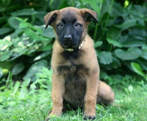 Princess Belgian