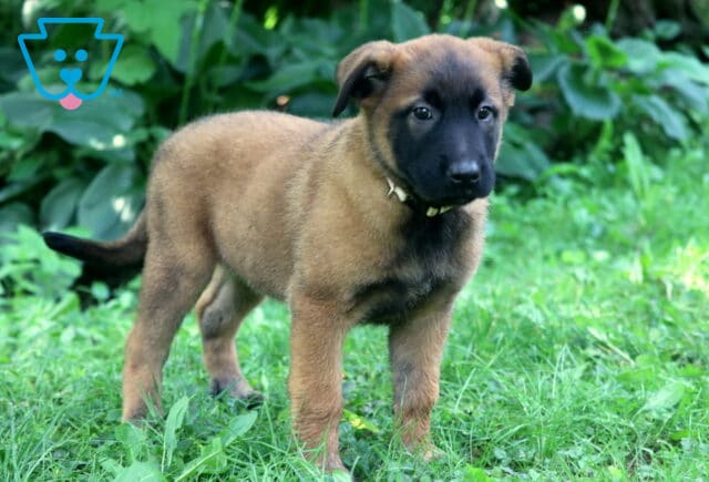 Princess Belgian2 image