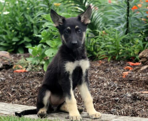 Princess German