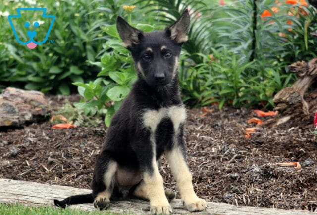 Young German Shepherd puppy with a sleek black and tan coat sitting alertly on a wooden log in a garden surrounded by greenery and flowers. image