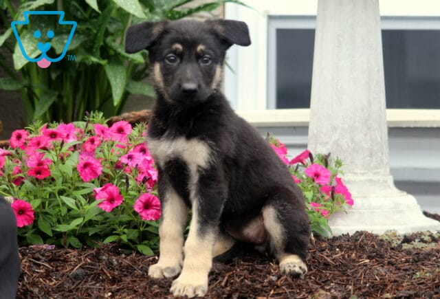 Sweet German Shepherd puppy with tan legs and expressive eyes sits in mulch beside bright pink flowers and a white column. image