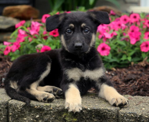 Princess German2