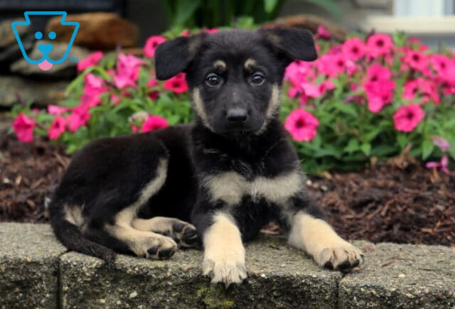 Adorable German Shepherd puppy with tan paws and a black coat lies on a stone ledge, surrounded by bright pink flowers and greenery. image