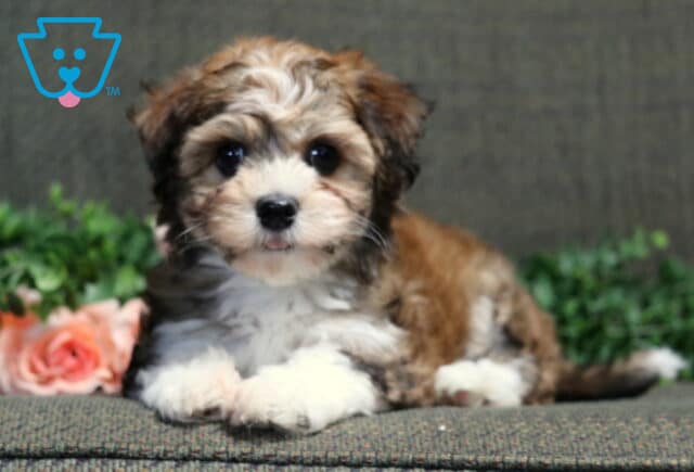 Princess Havanese image