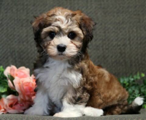 Princess Havanese2