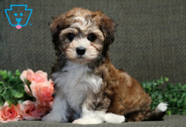 Princess Havanese2 image