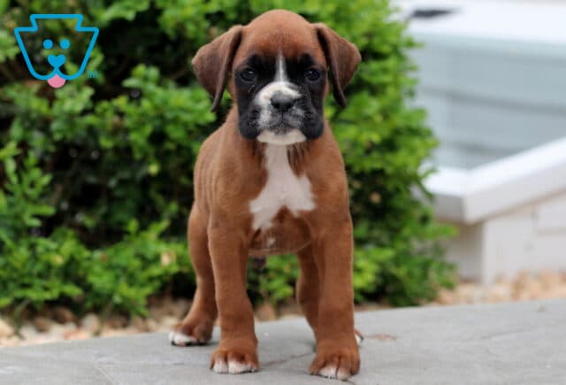 Puddin Boxer image