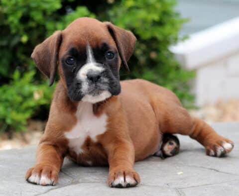 Puddin Boxer2