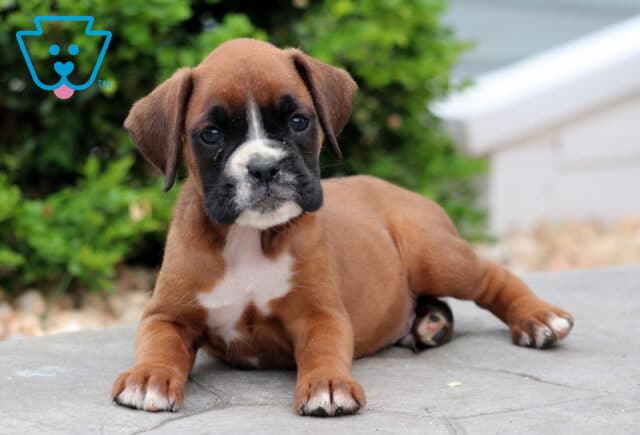 Puddin Boxer2 image