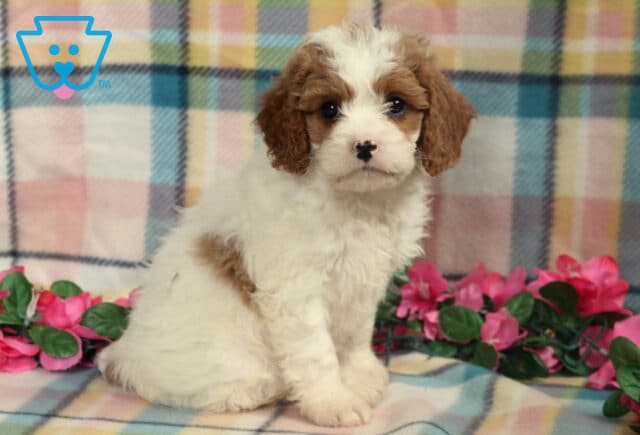 Fluffy Cavapoo puppy with a mostly white coat and light brown ears and markings, sitting sweetly on a pastel plaid blanket with pink flowers behind. image