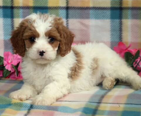 Relaxed Cavapoo puppy with a fluffy white coat, light brown ears, and tan patches, lying on a soft pastel plaid blanket with pink flowers in the background.