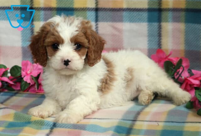 Relaxed Cavapoo puppy with a fluffy white coat, light brown ears, and tan patches, lying on a soft pastel plaid blanket with pink flowers in the background. image
