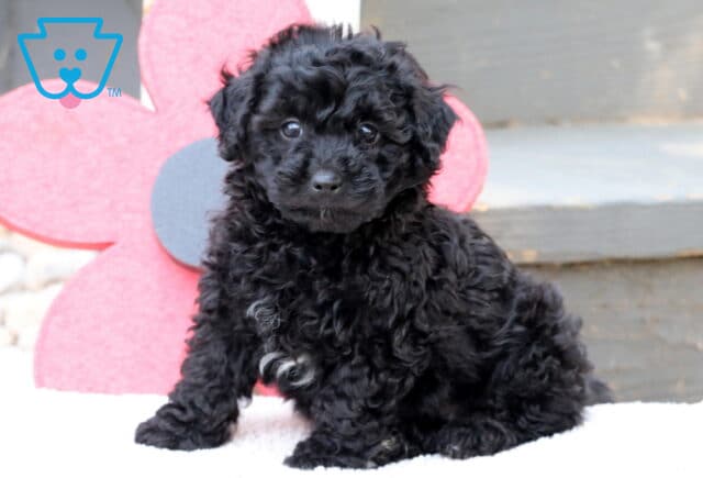 Curly black Havapoo puppy with a small white patch on the chest sitting on a soft blanket in front of a large red flower decoration and wooden steps. image