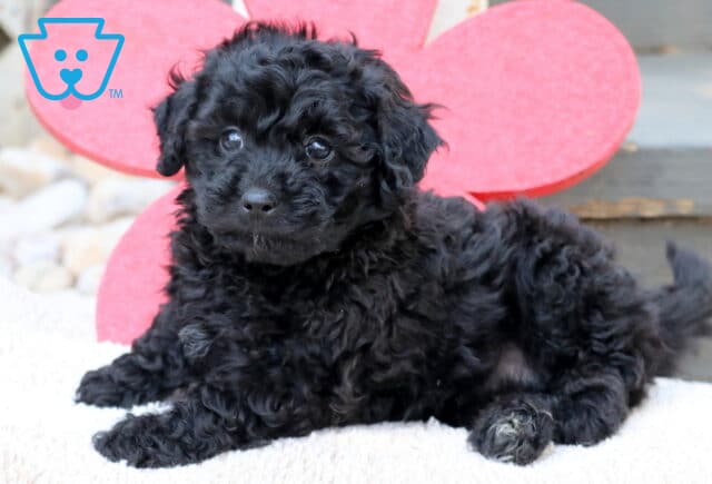 Curly black Havapoo puppy lying comfortably on a white blanket in front of a large red flower backdrop and wooden steps. image
