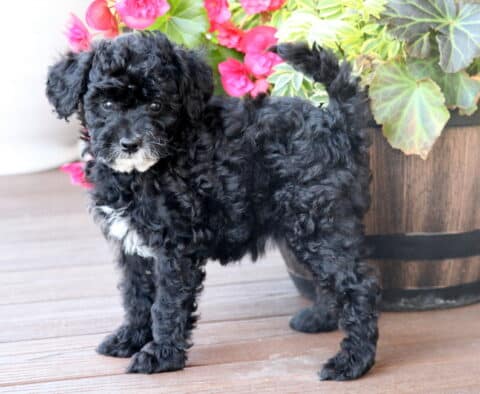 Mini Bernedoodle puppy with curly black fur, white markings on the chest and chin, standing alertly on a wooden deck next to a large flower-filled planter with pink and yellow blooms.