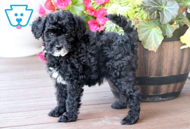 Mini Bernedoodle puppy with curly black fur, white markings on the chest and chin, standing alertly on a wooden deck next to a large flower-filled planter with pink and yellow blooms. image