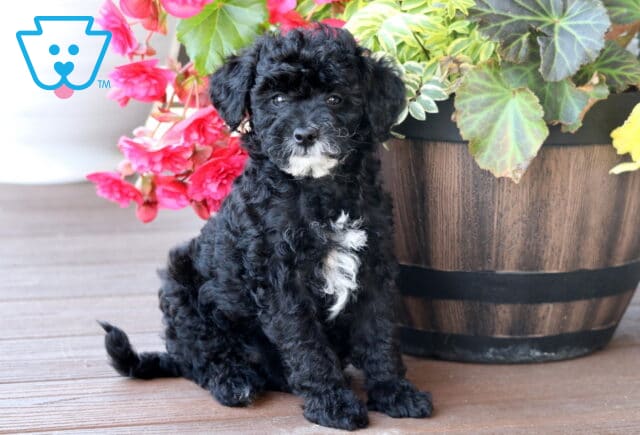 Adorable Mini Bernedoodle puppy with a fluffy black coat, white markings on its chest and chin, sitting upright on a wooden deck next to a vibrant flower planter. image