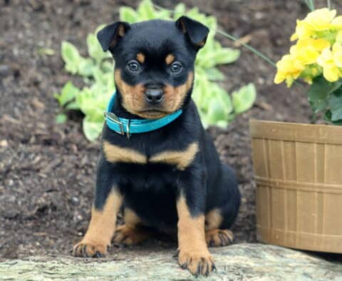 Mini Rottweiler puppy with a teal collar sitting alertly on a rock in front of yellow flowers and green plants, gazing directly at the camera.