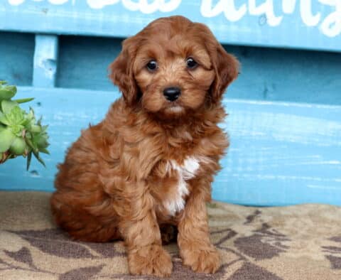 Quaker Cavapoo