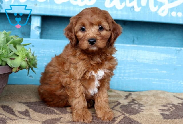 Reddish-brown Cavapoo puppy with a small white patch on its chest sits sweetly on a tan and brown rug, next to a pot of succulents, in front of a bright blue wooden wall with white lettering. image