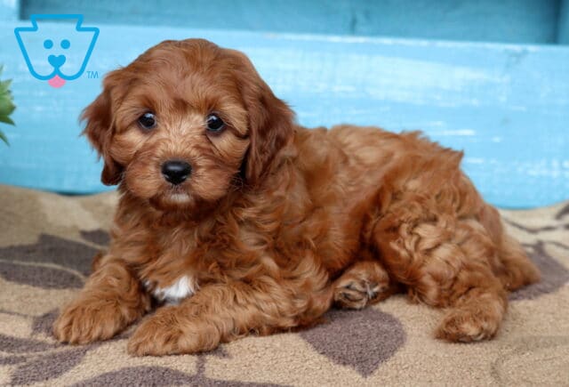 Cavapoo puppy with soft, curly reddish fur and a tiny white spot on its chest lies on a cozy rug, looking sweetly at the camera in front of a distressed light blue wooden backdrop. image