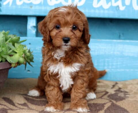 Quinn Cavapoo