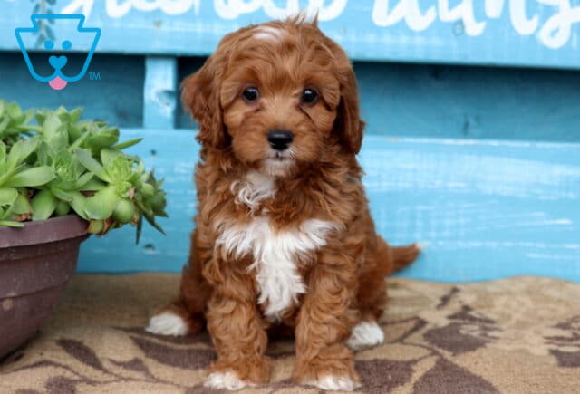 Charming Cavapoo puppy with a white blaze on its forehead and a fluffy white chest sits on a patterned rug beside a succulent plant, in front of a rustic blue wooden backdrop with painted text. image