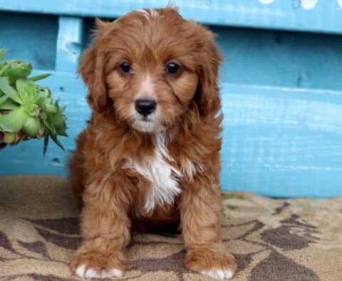 Qwencie Cavapoo