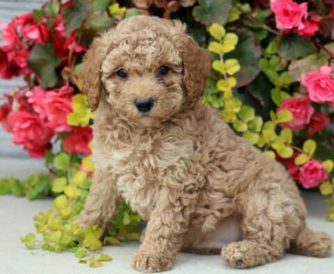 Racco Mini Poodle