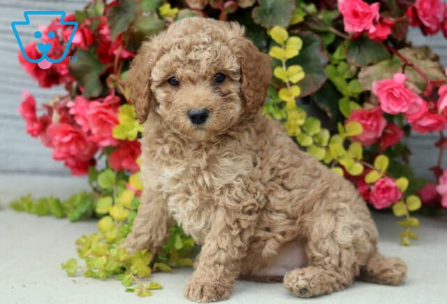 Curly apricot-colored Mini Poodle puppy sitting on a concrete surface in front of lush greenery and bright pink flowers, looking sweetly at the camera. image