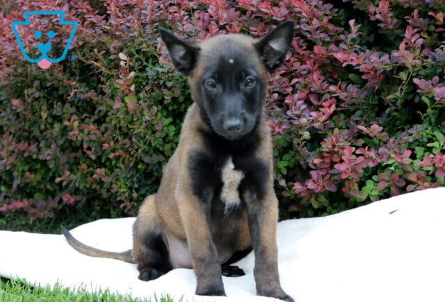 Rain Belgian Malinois image
