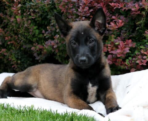 Rain Belgian Malinois2