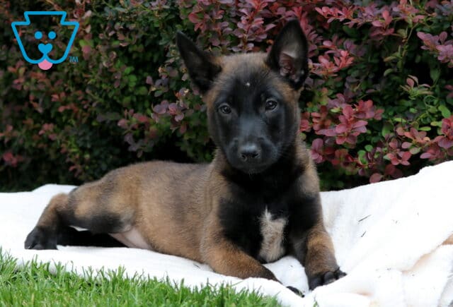 Rain Belgian Malinois2 image