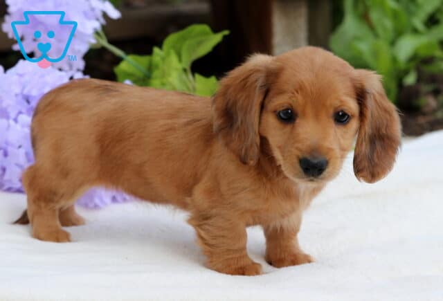 Adorable Mini Dachshund puppy with a smooth reddish-brown coat and long ears, standing sideways on a white surface with purple flowers in the background. image