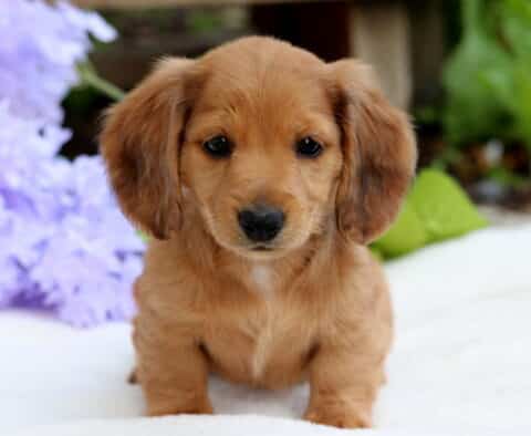 Sweet Mini Dachshund puppy with a reddish-brown coat and floppy ears, sitting upright on a white surface with soft purple flowers and greenery in the background.