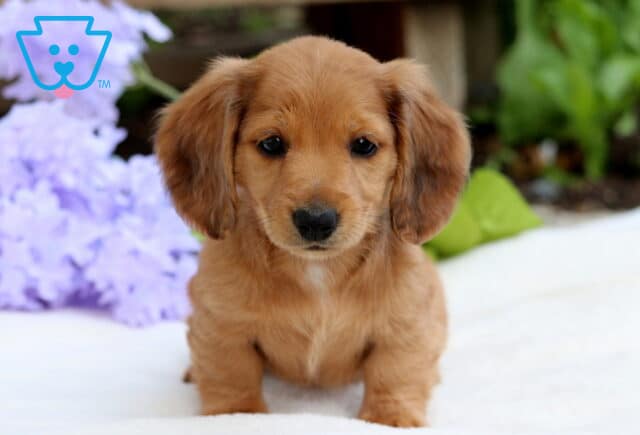 Sweet Mini Dachshund puppy with a reddish-brown coat and floppy ears, sitting upright on a white surface with soft purple flowers and greenery in the background. image