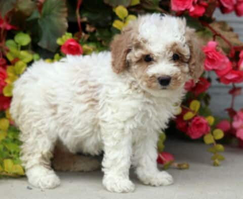 Rain Mini Poodle