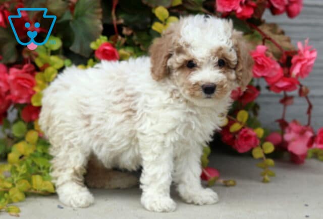 Mini Poodle puppy with a soft cream coat and light brown ears standing on concrete, surrounded by bright pink flowers and leafy green vines. image
