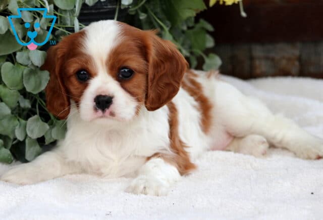 Beautiful Blenheim Cavalier King Charles Spaniel puppy lounging on a soft white blanket, with a gentle expression and surrounded by greenery and soft floral accents. image