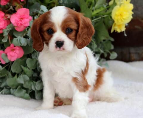 Precious Blenheim Cavalier King Charles Spaniel puppy sitting upright on a white blanket, with soft brown and white markings and surrounded by bright pink and yellow